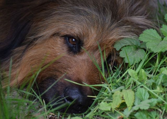 Bjelle Turnier Walldörfer